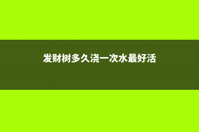 发财树多久浇一次水 (发财树多久浇一次水最好活)