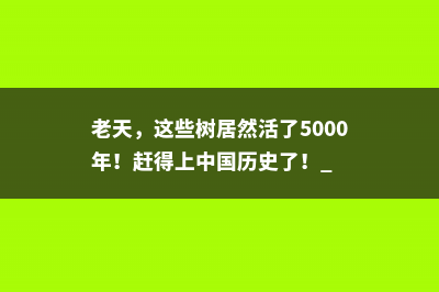 老天，这些树居然活了5000年！赶得上中国历史了！ 