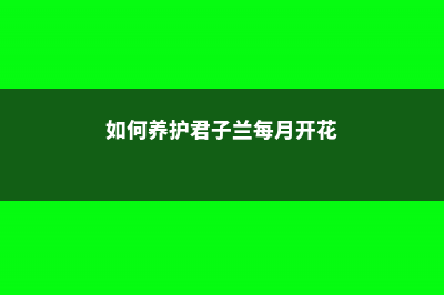 君子兰月季…扔水里，居然长疯了！ (如何养护君子兰每月开花)