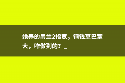 她养的吊兰2指宽，铜钱草巴掌大，咋做到的？ 