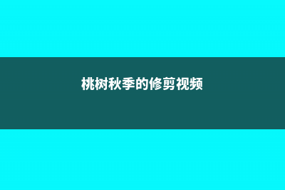 桃树秋季的修剪方法 (桃树秋季的修剪视频)