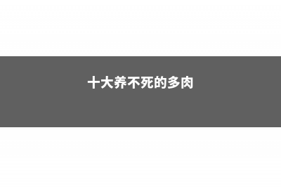 半死不活的多肉，只要盆里塞点它，蹭蹭蹭长爆盆！ (十大养不死的多肉)