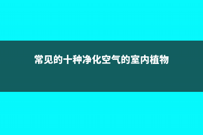 常见的十种净化空气的室内植物 (常见的十种净化空气的室内植物)