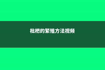 枇杷的繁殖方法 (枇杷的繁殖方法视频)