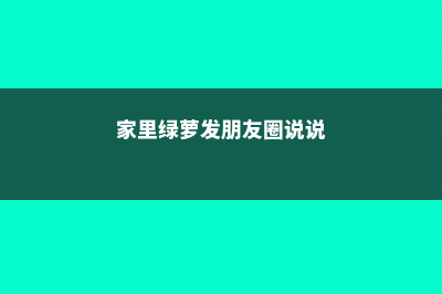 姐姐家的绿萝、吊兰半年长成瀑布，到底喂了啥好东西？ (家里绿萝发朋友圈说说)