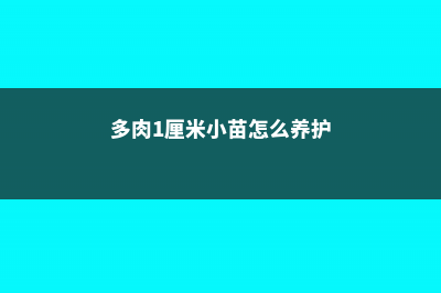 你家的多肉2厘米，他家的多肉12米，院子里都放不下！ (多肉1厘米小苗怎么养护)