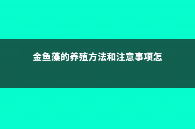 金鱼藻的养殖方法 (金鱼藻的养殖方法和注意事项怎)