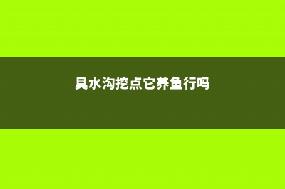 臭水沟挖点它养盆里，居然完爆花市重金买的盆栽！ (臭水沟挖点它养鱼行吗)