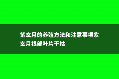 紫玄月的养殖方法和注意事项 (紫玄月的养殖方法和注意事项紫玄月根部叶片干枯)