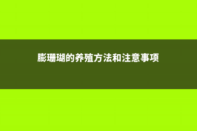 膨珊瑚的养殖方法和注意事项 (膨珊瑚的养殖方法和注意事项)