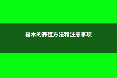 福木的养殖方法及注意事项 (福木的养殖方法和注意事项)