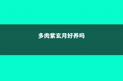 多肉紫玄月的爆盆方法 (多肉紫玄月好养吗)