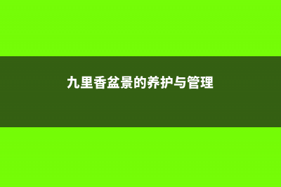 九里香盆景的养护和注意事项 (九里香盆景的养护与管理)