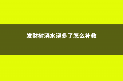 发财树这样浇水，不但浇不死，还能绿油油 (发财树浇水浇多了怎么补救)