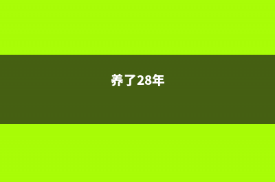 老姐养了20年的花，从来不黄叶，终于发现她的小秘密了！ (养了28年)