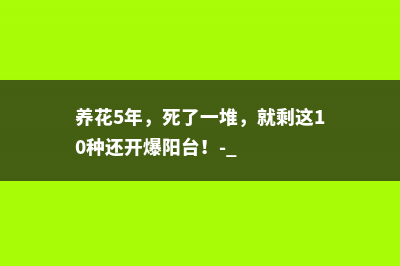 养花5年，死了一堆，就剩这10种还开爆阳台！- 