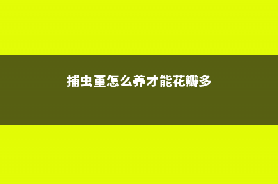 捕虫堇怎么养 (捕虫堇怎么养才能花瓣多)