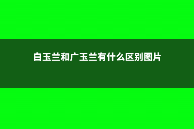 白玉兰和广玉兰的区别 (白玉兰和广玉兰有什么区别图片)