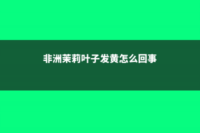 非洲茉莉叶子发蔫，枝叶变黄怎么办 – (非洲茉莉叶子发黄怎么回事)