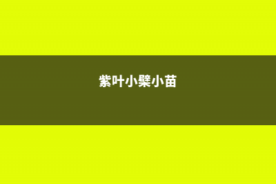 紫叶小檗的繁殖方法 – (紫叶小檗小苗)