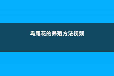 鸟尾花的养殖方法和注意事项 – (鸟尾花的养殖方法视频)