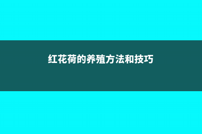 红花荷的养殖方法和注意事项 – (红花荷的养殖方法和技巧)