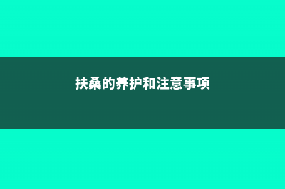 扶桑的四季养护方法 – (扶桑的养护和注意事项)