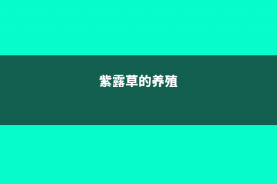 紫露草的病虫害及其防治 – (紫露草的养殖)