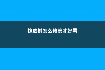 橡皮树怎么修剪 (橡皮树怎么修剪才好看)