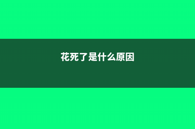 花动不动就死,都怪你不懂这些技巧 (花死了是什么原因)