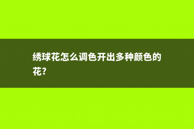 绣球花怎么调色 (绣球花怎么调色开出多种颜色的花?)