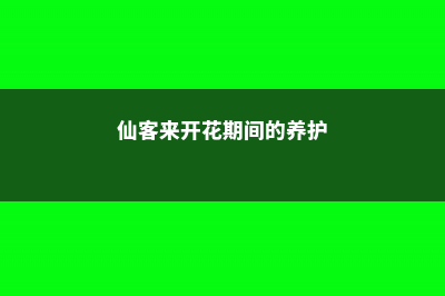 仙客来的开花养殖要点 (仙客来开花期间的养护)