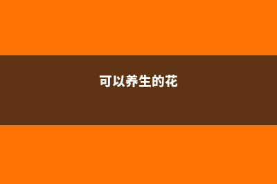 治病又养生的花,教你1个小动作,1盆变100盆 (可以养生的花)