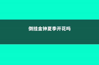 倒挂金钟的夏季休眠及其养护 (倒挂金钟夏季开花吗)