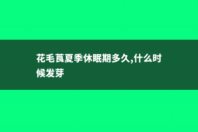 花毛莨的夏季休眠及其养护 (花毛莨夏季休眠期多久,什么时候发芽)