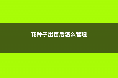 花卉种子出苗后三大要点 (花种子出苗后怎么管理)