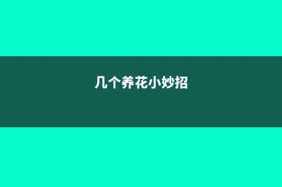 这几个养花小妙招，我只偷偷告诉你 (几个养花小妙招)