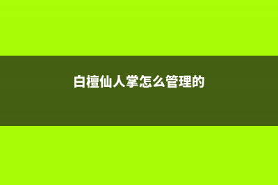 白檀仙人掌怎么养会开花 (白檀仙人掌怎么管理的)