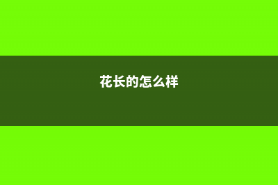 花长得又壮又猛，全靠这10个绝招！ (花长的怎么样)