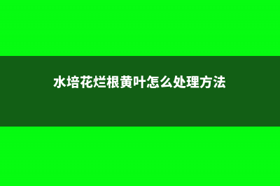 水培花卉烂根发臭,扔点这个,立马解决 (水培花烂根黄叶怎么处理方法)