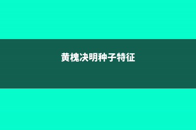 黄槐决明繁殖方法介绍 (黄槐决明种子特征)