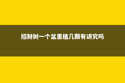 能把招财花1盆变10盆,你才能越来越有钱 (招财树一个盆里植几颗有讲究吗)