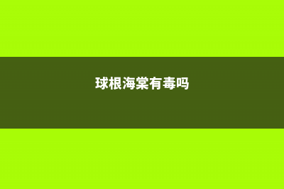 球根海棠视频：这种花比牡丹都漂亮，一粒种子开出一大盆！ (球根海棠有毒吗)