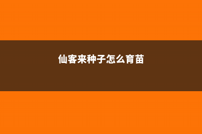 仙客来种子怎么种 (仙客来种子怎么育苗)