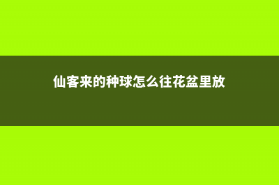 仙客来的种球怎么种 (仙客来的种球怎么往花盆里放)