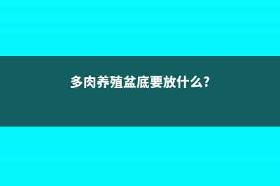 多肉盆底加点料,夏天不用死翘翘 (多肉养殖盆底要放什么?)