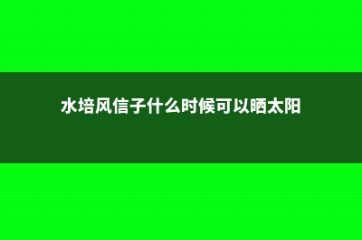 水培风信子什么时候换水 (水培风信子什么时候可以晒太阳)