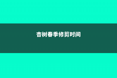 杏树的春季管理要点 (杏树春季修剪时间)