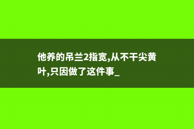 他养的吊兰2指宽,从不干尖黄叶,只因做了这件事 