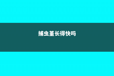 捕虫堇扦插繁殖方法 (捕虫堇长得快吗)